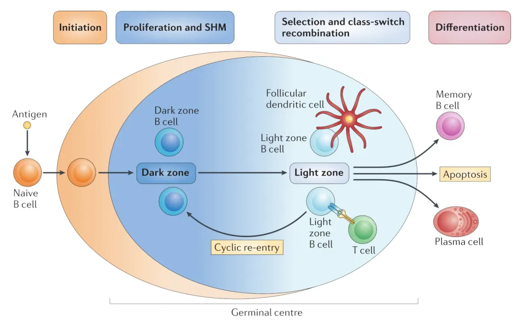 Diagram of a B-cell.